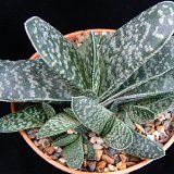 Gasteria pillansii JL1804
